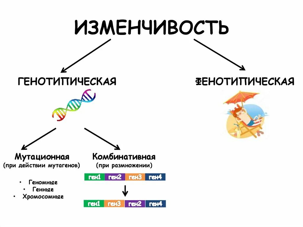 Наследственные изменения примеры. Основные формы изменчивости генотипическая изменчивость 9 класс. Мутационная изменчивость Ментальная карта. Наследственная изменчивость схема. Схема видов наследственной изменчивости.