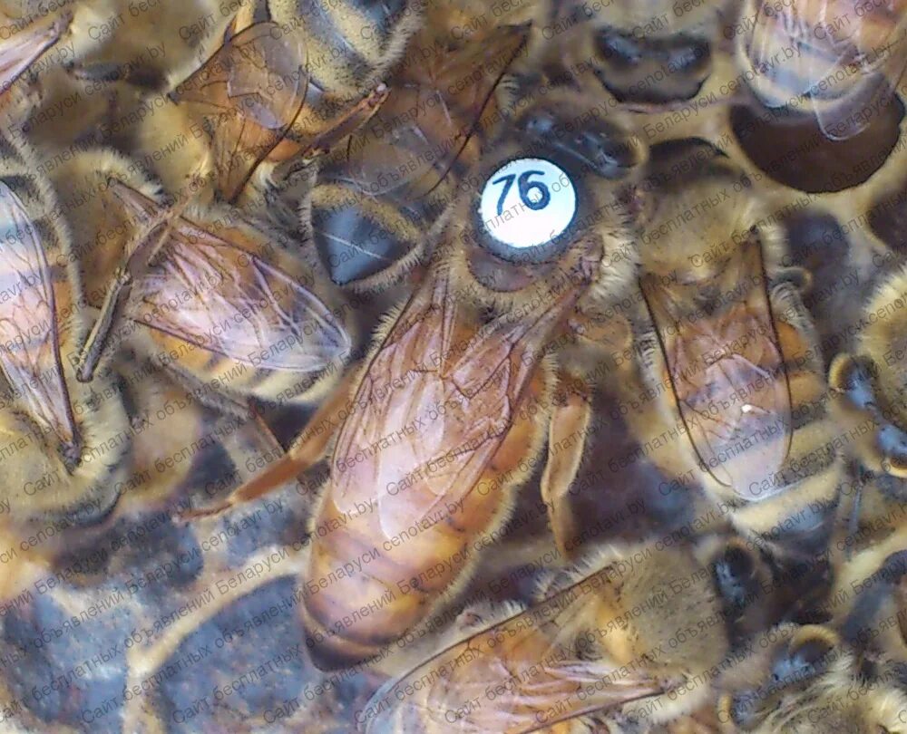 Пчеломатка кордован. Пчеломатки бакфаст. Бакфаст ф1. Германия пчеломатки бакфаст. Матка пчелы бакфаст.