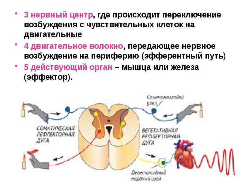 Путь проводящий возбуждение к нервному центру. Чувствительные нервные волокна передают возбуждение. нервный центр. нервная возбудимость. путь нервного возбуждения.