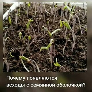 Плохая рассада помидор