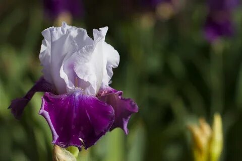Free Download Original flower, plant, flora, iris, botany, macro photograph...