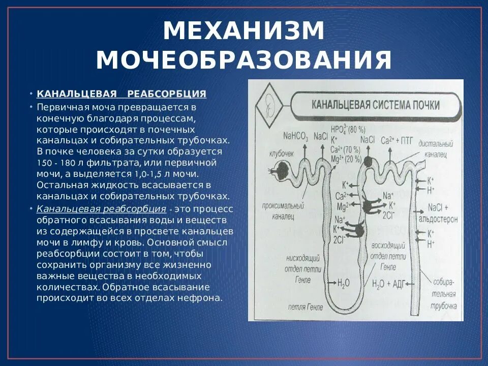 Фильтрация происходит в почечных канальцах