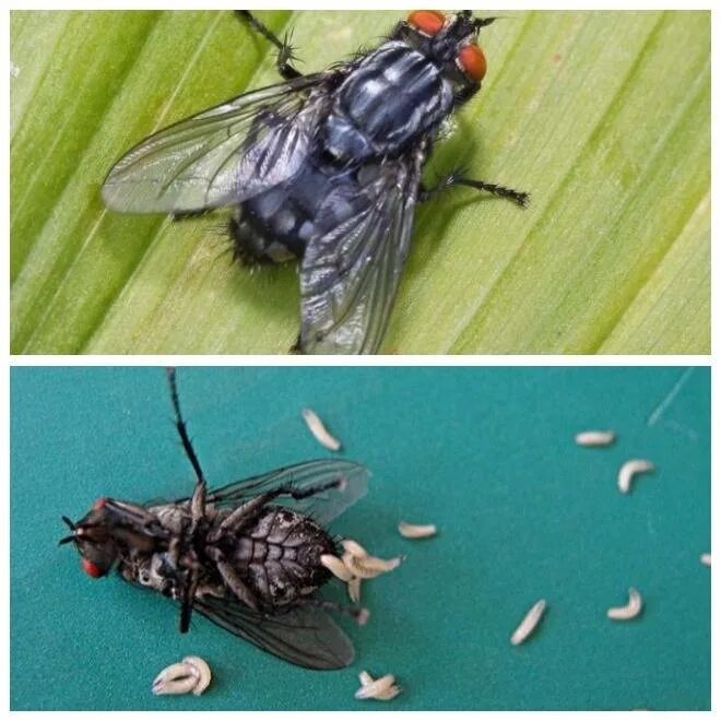 Как выглядят яйца мух в доме Housefly development stock image. Image of contagious 63441861