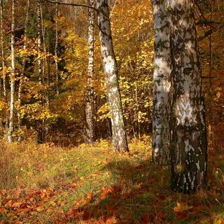 Лес осенью слушать