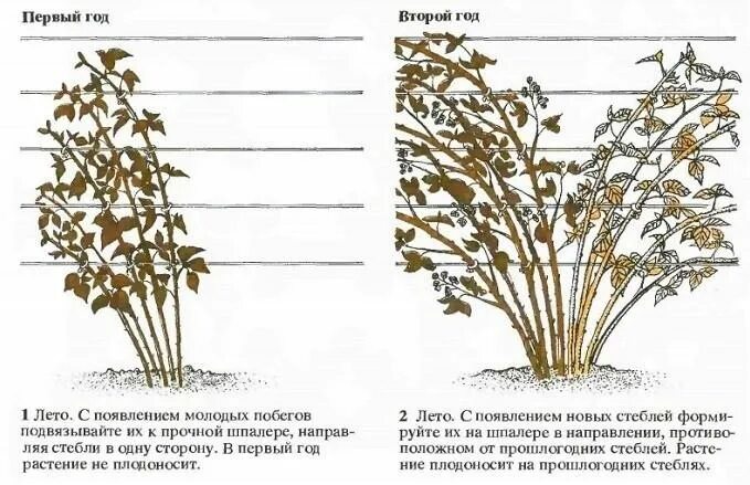 Как обрезать ежемалину. Обрезанный куст ежевики. Формировка ежевики. Ежевика Торнфри формирование куста схема. Обрезка ежевики весной схема.