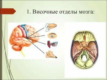 Височный тип мозга что такое