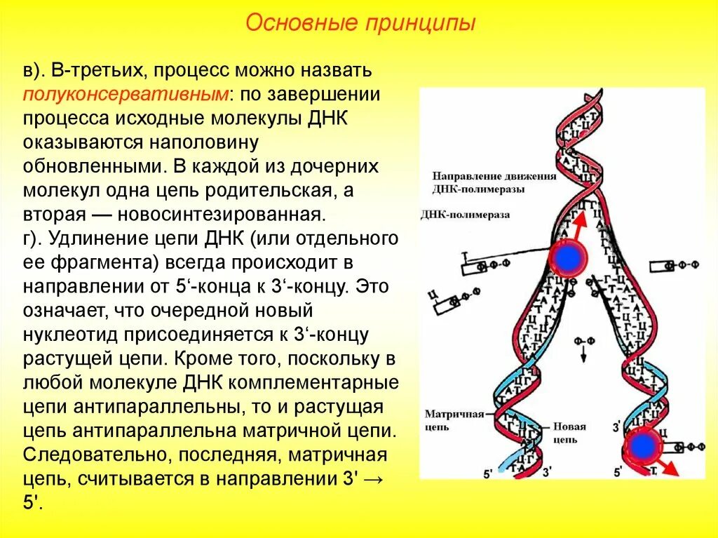 Как называются цепи днк. Процесс репликации дезоксирибонуклеиновой кислоты. Принципы репликации ДНК. Репликации дезоксирибонуклеиновой кислоты. Биосинтез ДНК репликация этапы процесса.