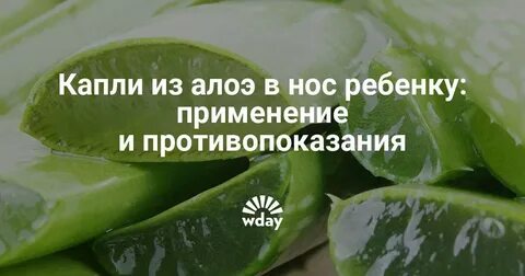 Можно ли сок алоэ капать в нос