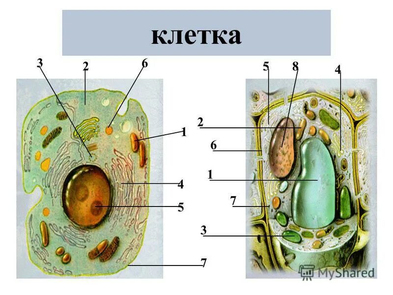 ядро цитоплазма клеточная мембрана стенка , вакуоль. вакуоли у животных клеток. клеточный центр растительная клетка животная клетка. сравнение клетки животного и клетки растения цитоплазма. вакуоль животной клетки строение.