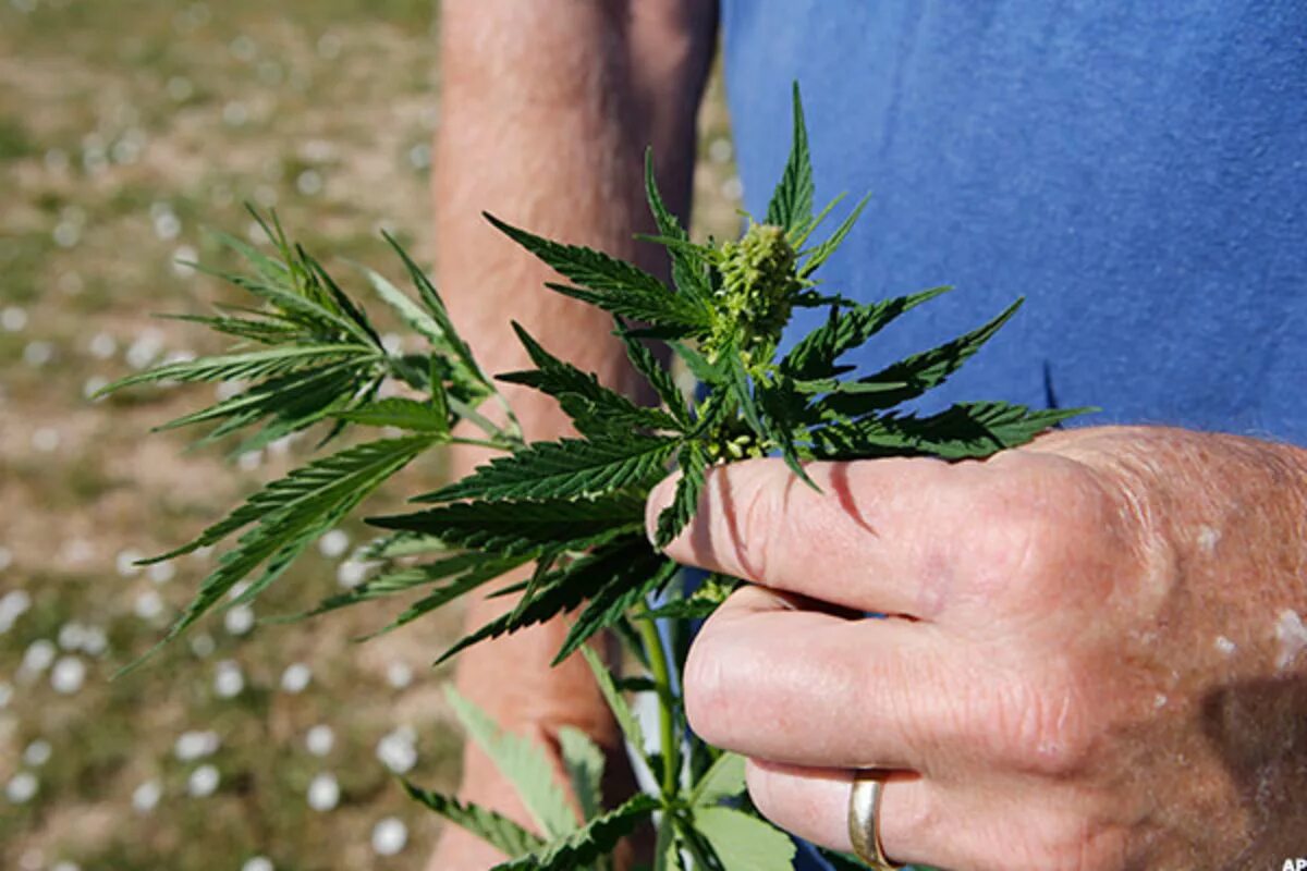 The Pothead Voters' Guide to the Presidential Candidates