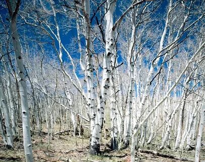 Silver tree