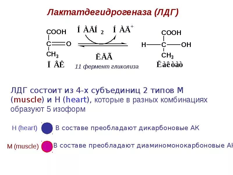 Фермент лдг. ЛДГ реакция биохимия. Лактатдегидрогеназа Тип фермента. Изоферменты лактатдегидрогеназы биохимия. Реакция которую катализирует ЛДГ.