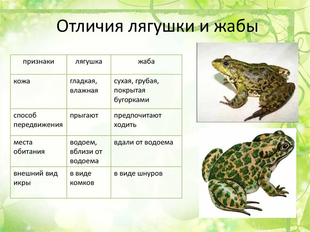 Лягушка земноводное 2 класс. Различие лягушки от Жабы. Отличие лягушки от Жабы окружающий мир 2 класс. Сравнение лягушки и Жабы сходство и различие 2 класс окружающий мир. Жаба и лягушка сходство и разл.