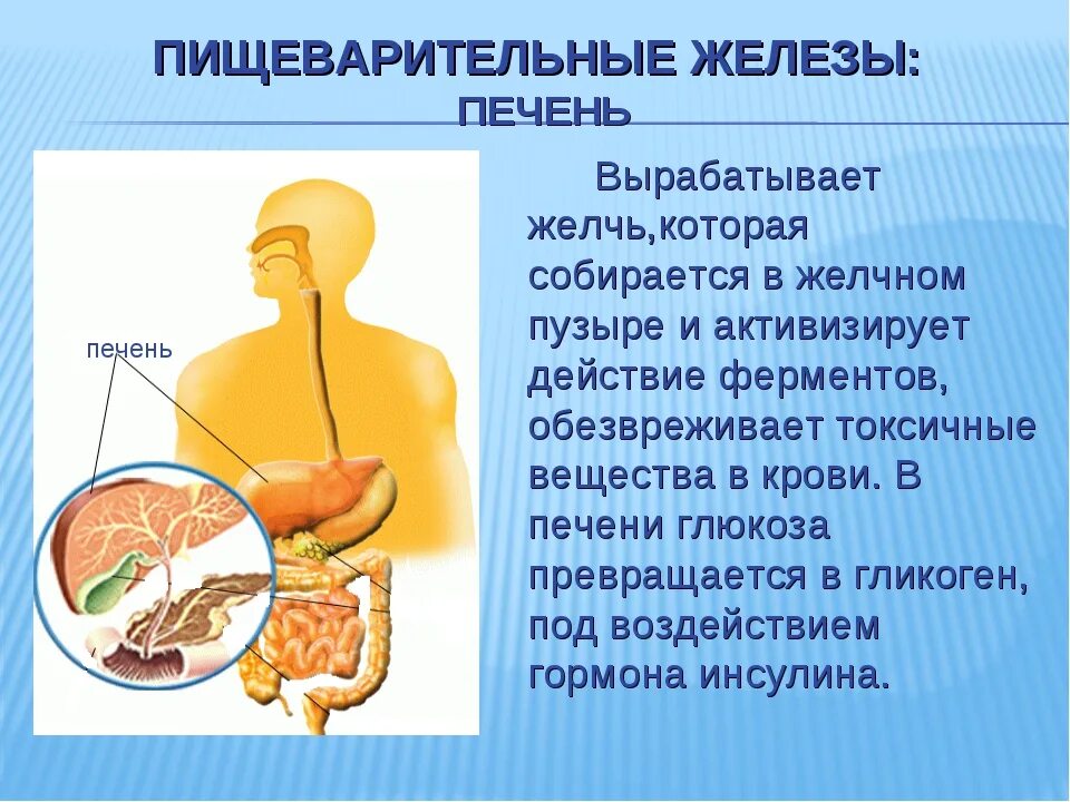 Пищеварительные железы печени. Пищеварительная железа вырабатывающая желчь. Желчь вырабатывается печенью. Печень вырабатывает пищеварительные ферменты.
