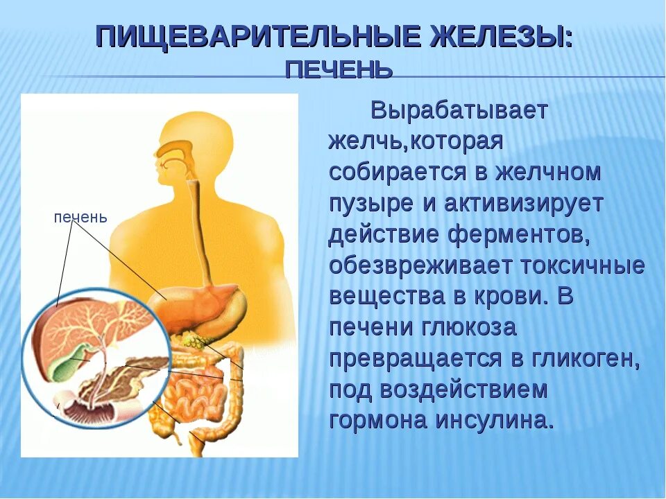 Выработка желчи происходит в