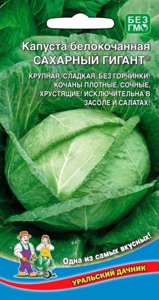 Капуста гигант сорта. Капуста сахарная уральский дачник. капуста сахарный гигант. уральский дачник. капуста уральская.