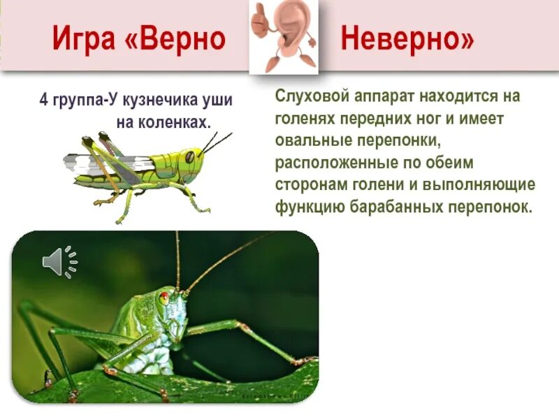Загадки Владимир-Георгий Ступников про кузнечика
