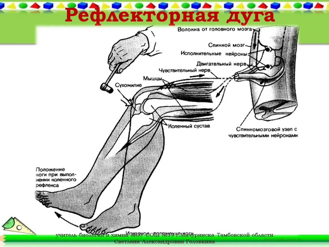 Рефлекторный рисунок. Схема структуры коленного рефлекса. Схема простой рефлекторной дуги разгибательного коленного рефлекса. Схема сухожильного рефлекса (коленный). Рефлекторная дуга коленного рефлекса биология 8 класс.