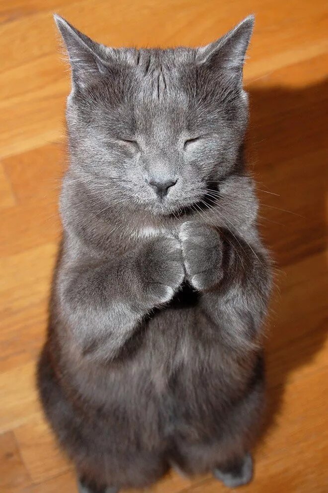 Звук просящей кошки. Котик просит. Кот молится. Котенок молится. Котик умоляет.