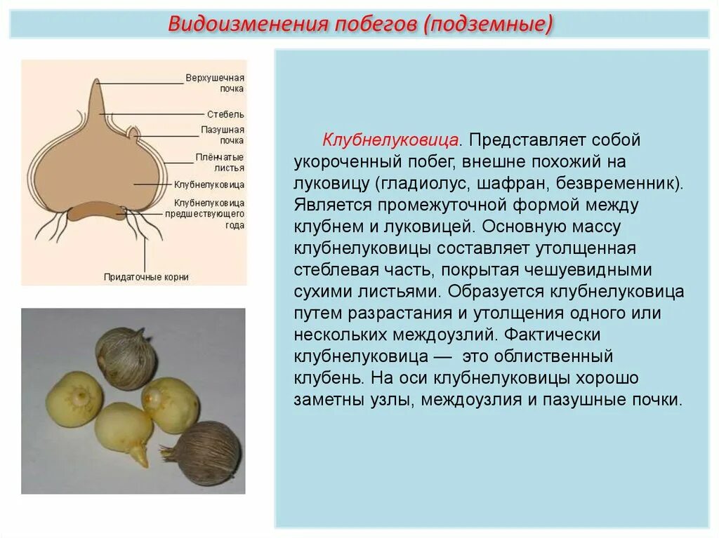 Строение корневища клубня луковицы. Клубнелуковица строение побег. Клубнелуковица гладиолуса это видоизмененный побег. Метаморфозы побега клубнелуковица. Клубнелуковица гладиолуса это видоизмененный.