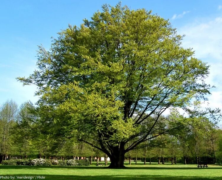 Бук Европейский Beech. Дерево European Beech. Бук фагус Сильватика. Фагус дерево