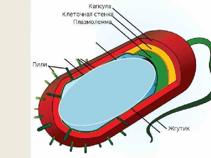 Клеточная стенка клетки бактерий. Клеточная стенка бактерий микробиология. Строение клеточной стенки бактерий. Клеточная стенка прокариот. Имеет эластичную клеточную стенку