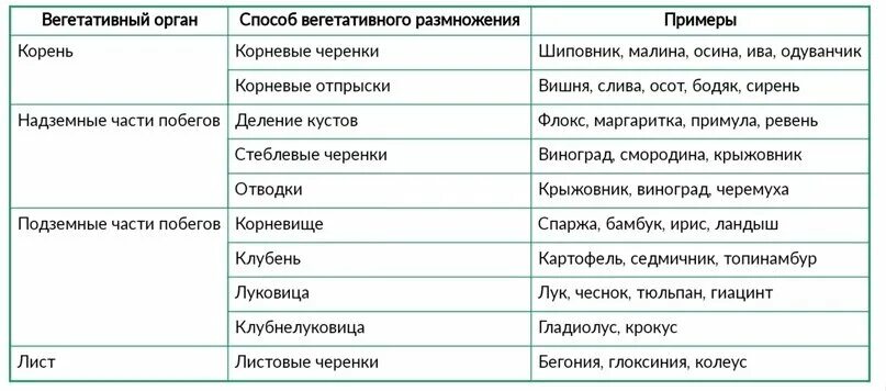 Заполнить таблицу вегетативное размножение. Вегетативное размножение растений таблица с характеристикой. Способы вегетативного размножения растений таблица с примерами. Вегетативный способ размножения растений примеры и виды. Способы вегетативного размножения растений таблица.