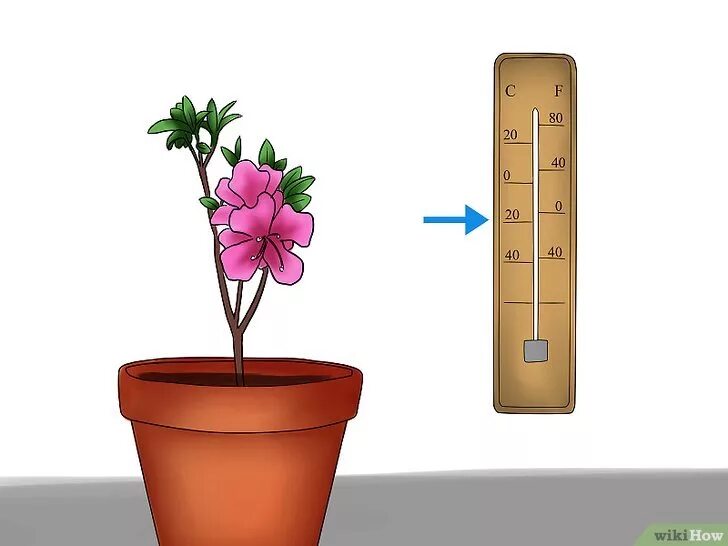 В условиях комнатных температур. Температурный режим для комнатных растений. Тепло для растений. Тепло для комнатных растений. Температурные режимы комнатных цветов.