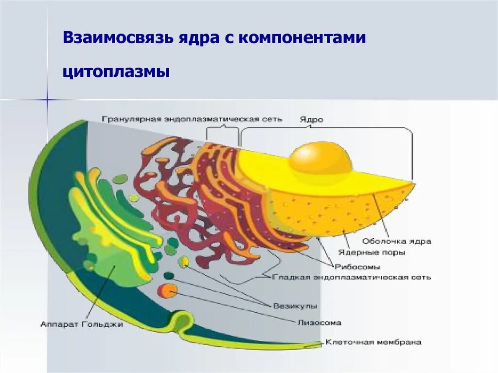 Растворение оболочки ядра происходит в. Взаимосвязь ядра и цитоплазмы. Взаимосвязь с ядром взаимосвязь с ядром. Ядро это в биологии. Соотношение ядра и цитоплазмы.