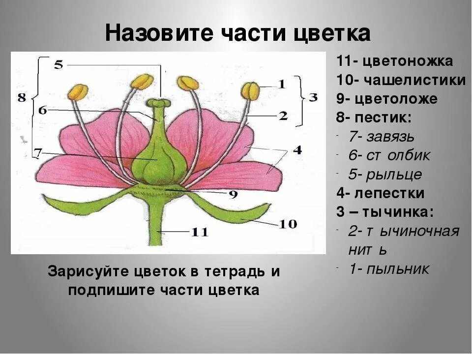 Изображение цветов 6 класс. Чашелистик пыльник завязь. Чашелистики пестик тычинки венчик. Пыльник тычиночная нить рыльце. Строение пестика цветковых растений.