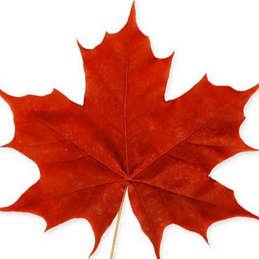 Листья клена 7. Красный кленовый лист. Кленовый листок Геншин. Осенний кленовый лист. Лист клена на белом фоне.