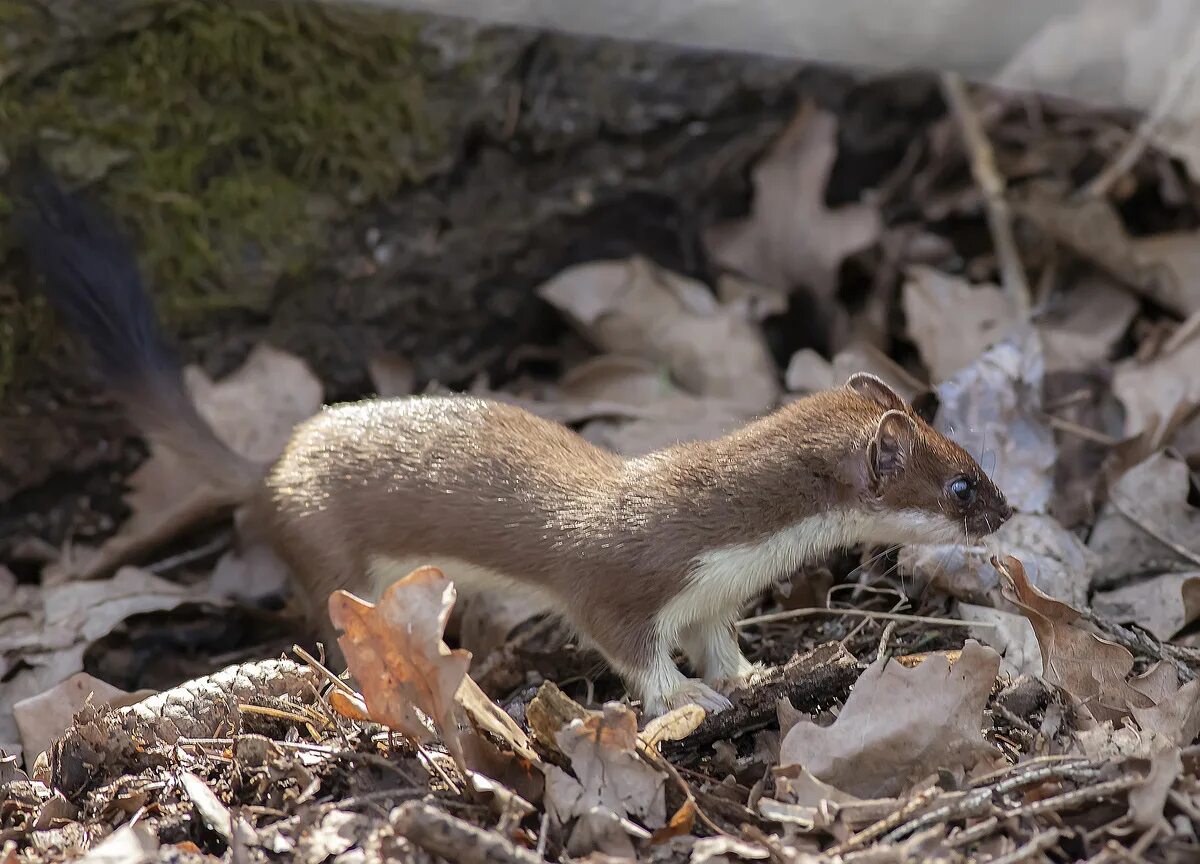 горностай (mustela erminea). горностай таймыр. Weasel mustela nivalis. горностай отзывы. ласка (mustela nivalis).