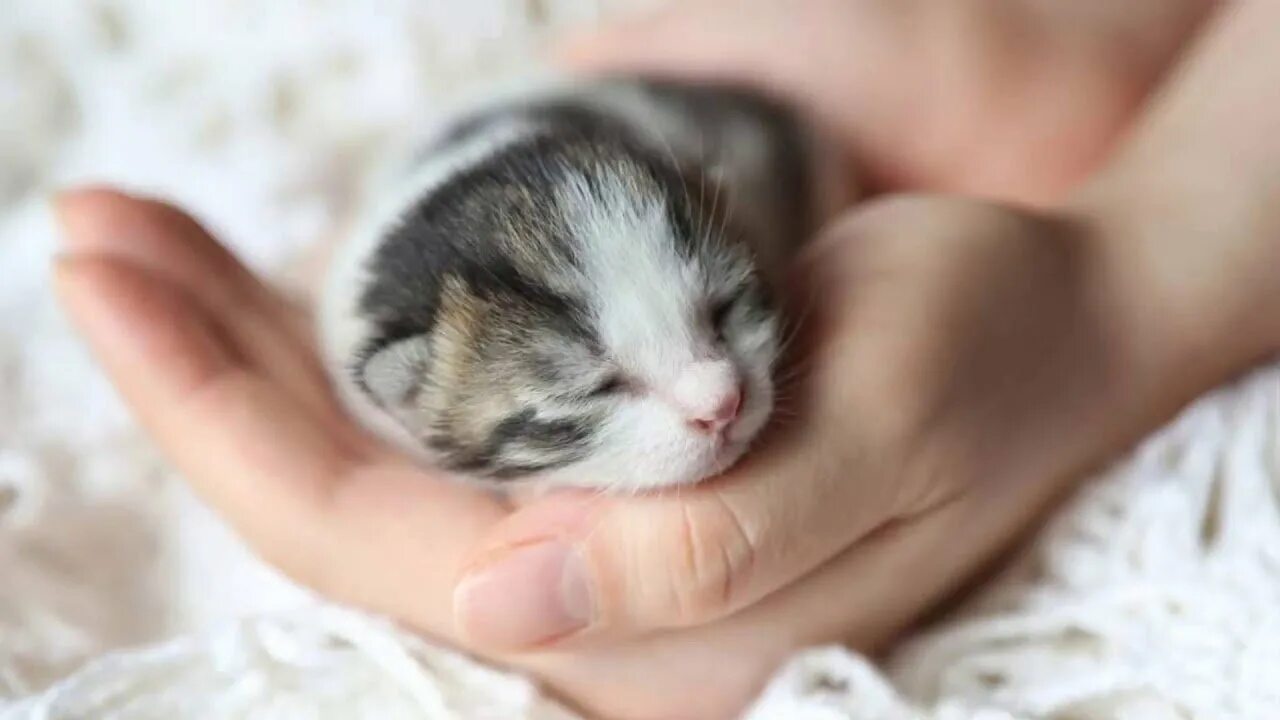 Маленьких котят побыстрее. Новорожденные котята. Новорожденный котенок. Маленькие Слепые котята. Маленький котенок.