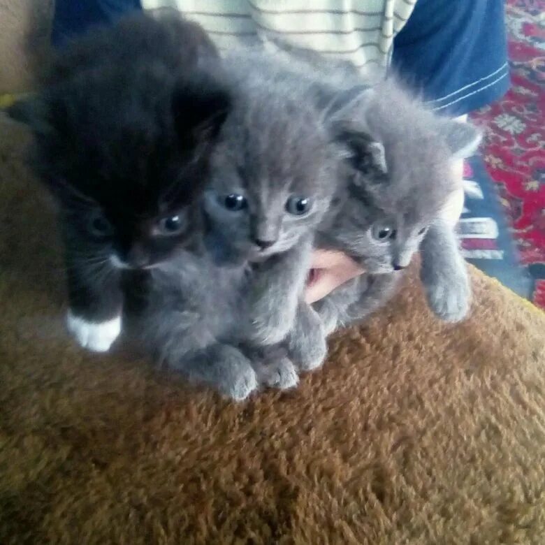 Персидский котенок 4 месяца. Котята в махачкале в добрые руки. Котята алексеевка. Котята в черногорске на авито с фото. Котята 1 месяц фото.