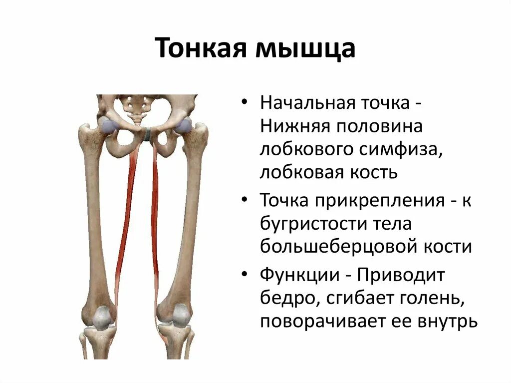 Функции приводящих мышц. Грацилис мышца бедра. Приводящие мышцы бедра крепление. Приводящие мышцы бедра анатомия функция. Тонкая мышца начало прикрепление функции.