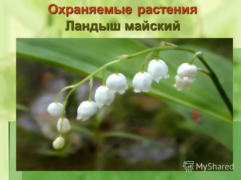 Что сторожил цветок. Охраняемые растения. Особо охраняемые растения. Ландыши во мраке.