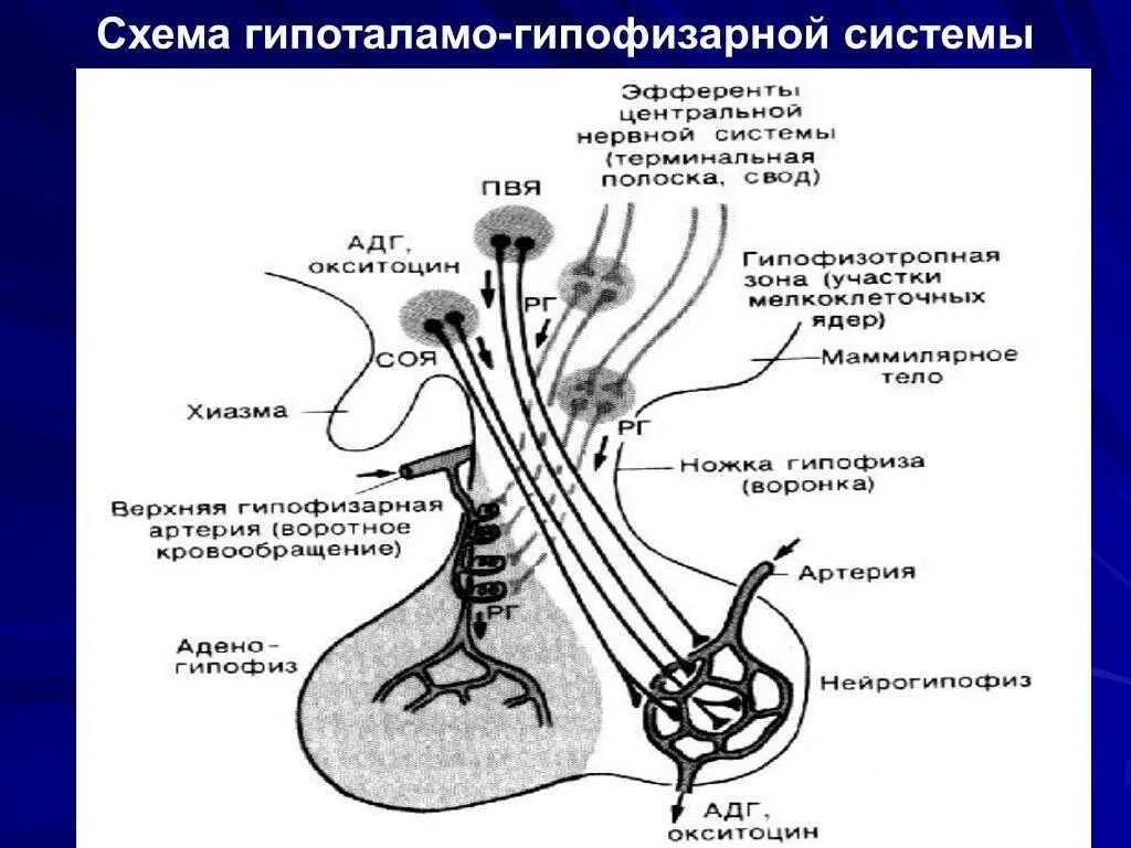 В работе гипоталамо гипофизарной системы заложен принцип. Гипоталамо-гипофизарная система схема. Схему связей в гипоталамо-гипофизарной системе. Схема строения гипоталамо гипофизарной нейросекреторной системы. Схема функционирования гипоталамо гипофизарной системы.