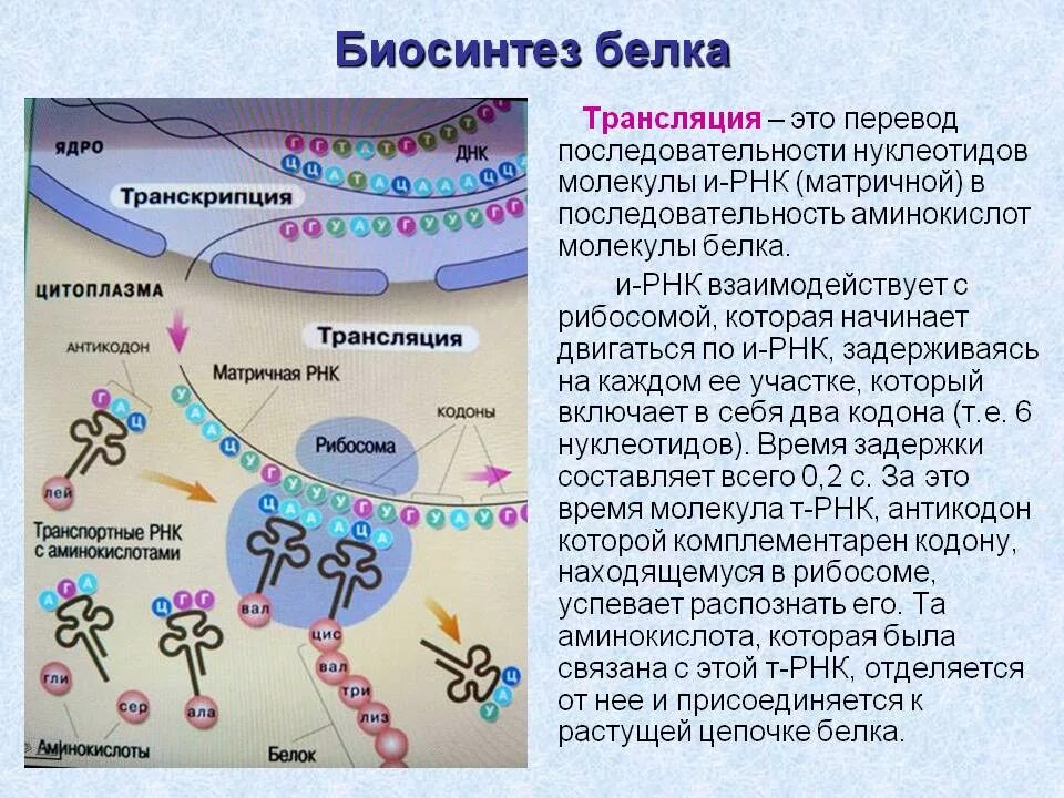 Трансляция атф. Синтез белка транскрипция и трансляция. Схема трансляции синтеза белка. Схема синтеза белка в эукариотической клетке. Этапы биосинтеза белка ЕГЭ.