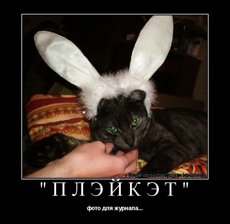 кролик и котенок. восточный год кота. кот год 2011. год кота и кролика. кот и кролик новогодние.