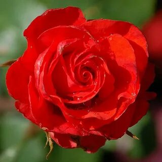 Rose h