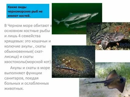 Наше море рыба