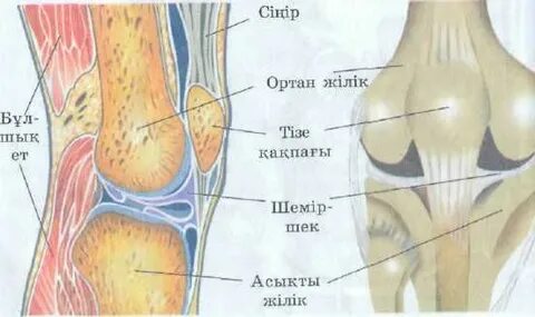 Үлкен кеуделі, жалқау латина брюнетка Рина Скай менің тіземе отырып, рахаттана мініп жүр...