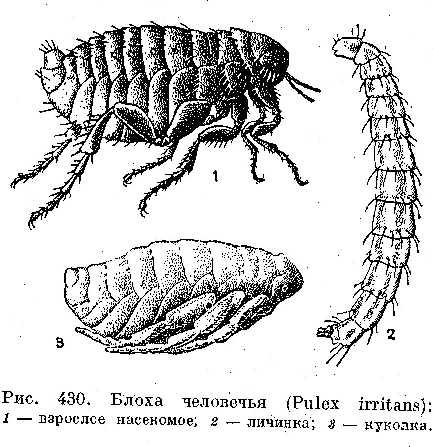 Какой тип метаморфоза характерен для человеческой блохи. Блоха pulex irritans строение. Личинка блохи и взрослая особь. Личинка блохи строение. Отряд блохи жизненный цикл.
