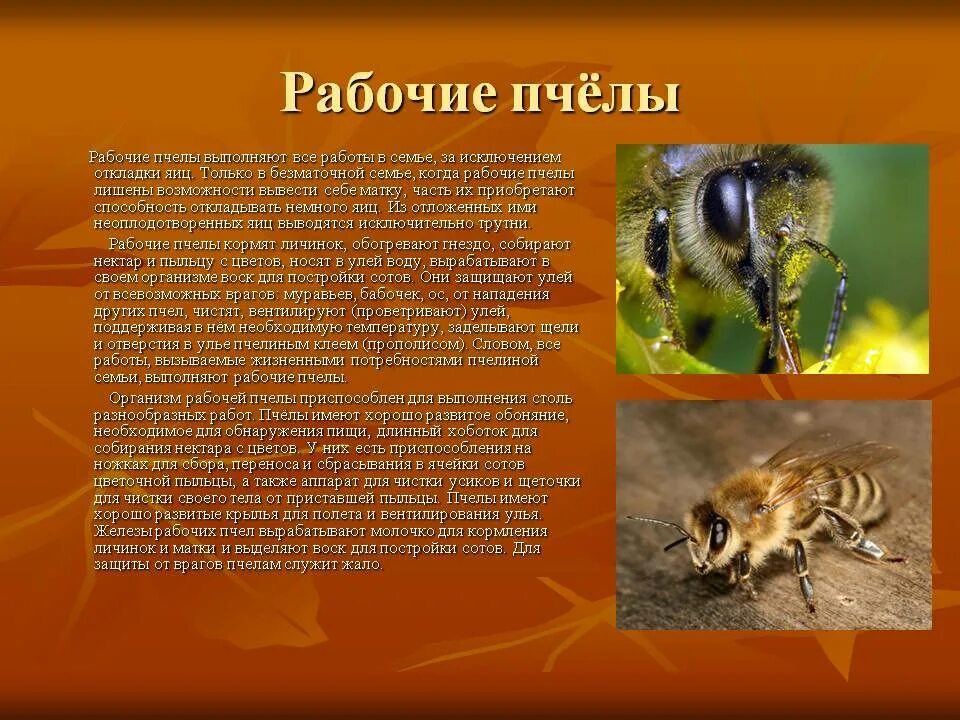 Какую работу выполняют пчелы. Какую работу в семье выполняют рабочие пчёлы?. рабочая пчела. рабочие пчелы являются. рабочая пчела кратко.