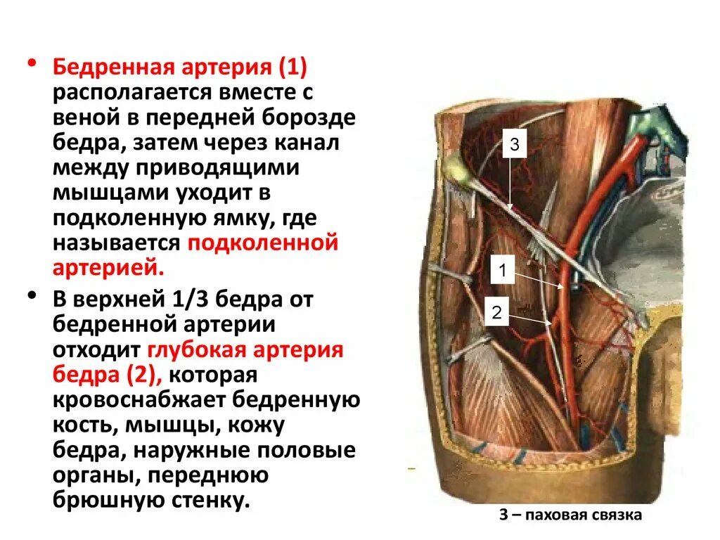 Бедренная перевязка. Бифуркация общей бедренной артерии. Глубокая бедренная артерия кровоснабжает. Проекция перевязки бедренной артерии.