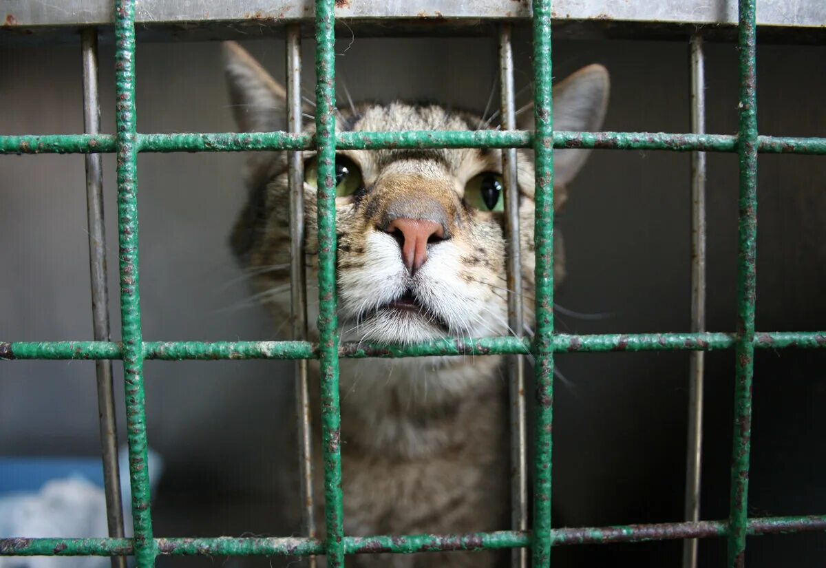 Приют для кошек брянск. Кошачий приют. Приют для котов. Кот в приюте. Кошачья тюрьма.