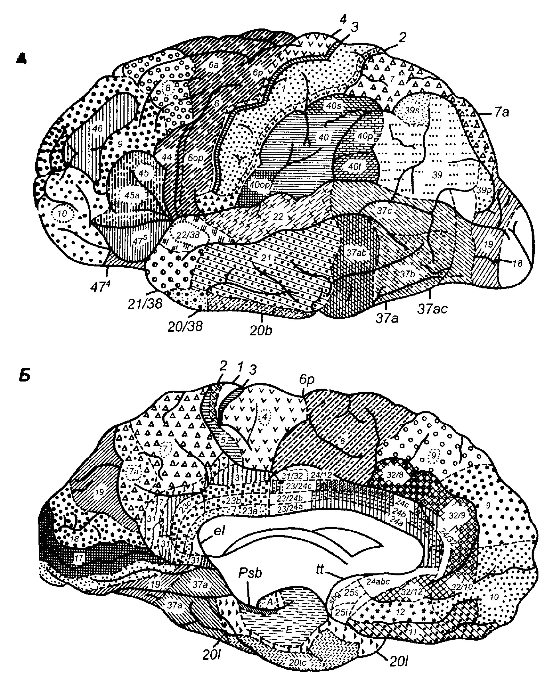 Вторичные поля мозга. Цитоархитектонические поля коры головного мозга. Цитоархитектонические карты головного мозга человека. Полей коры головного мозга нейропсихология.