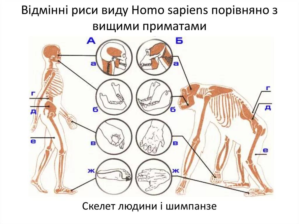 Скелет человека и человекообразных обезьян. Сравнение скелета человека и человекообразной обезьяны. Скелет человекообразной обезьяны. Строение скелета человека и обезьяны.