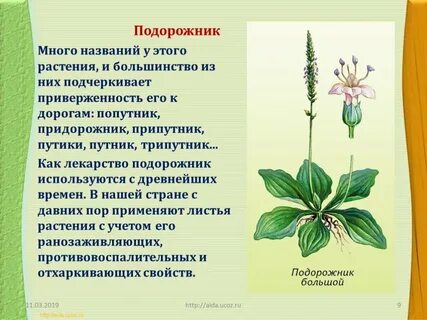 Текст о любом растении