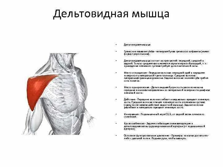 Пучок дельтовидной мышцы. Дельтовидная мышца вид сбоку. Функции средней части дельтовидной мышцы. Функции передней дельтовидной мышцы. Дельтовидная мышца плеча крепление.